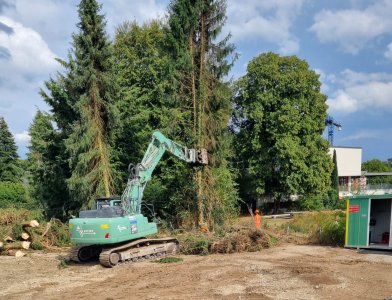 Tanne wird gefällt