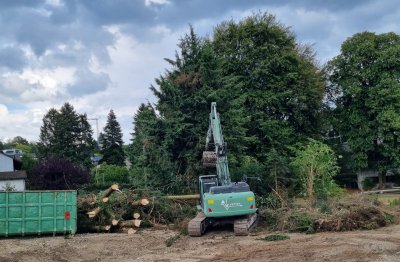 Tanne wird gefällt