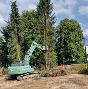 Tanne wird gefällt
